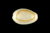 藏品(金環寶螺)的圖片